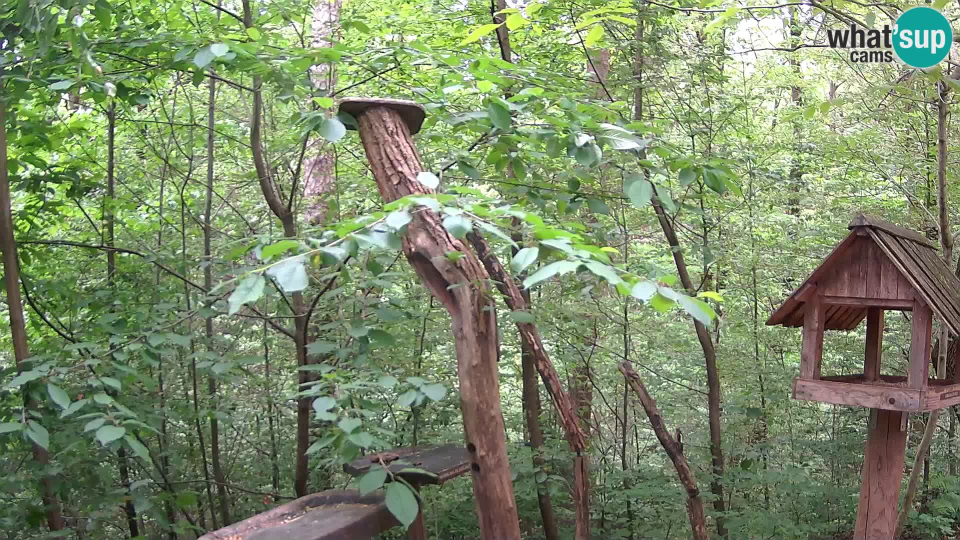 Bird feeders at ZOO Ljubljana webcam