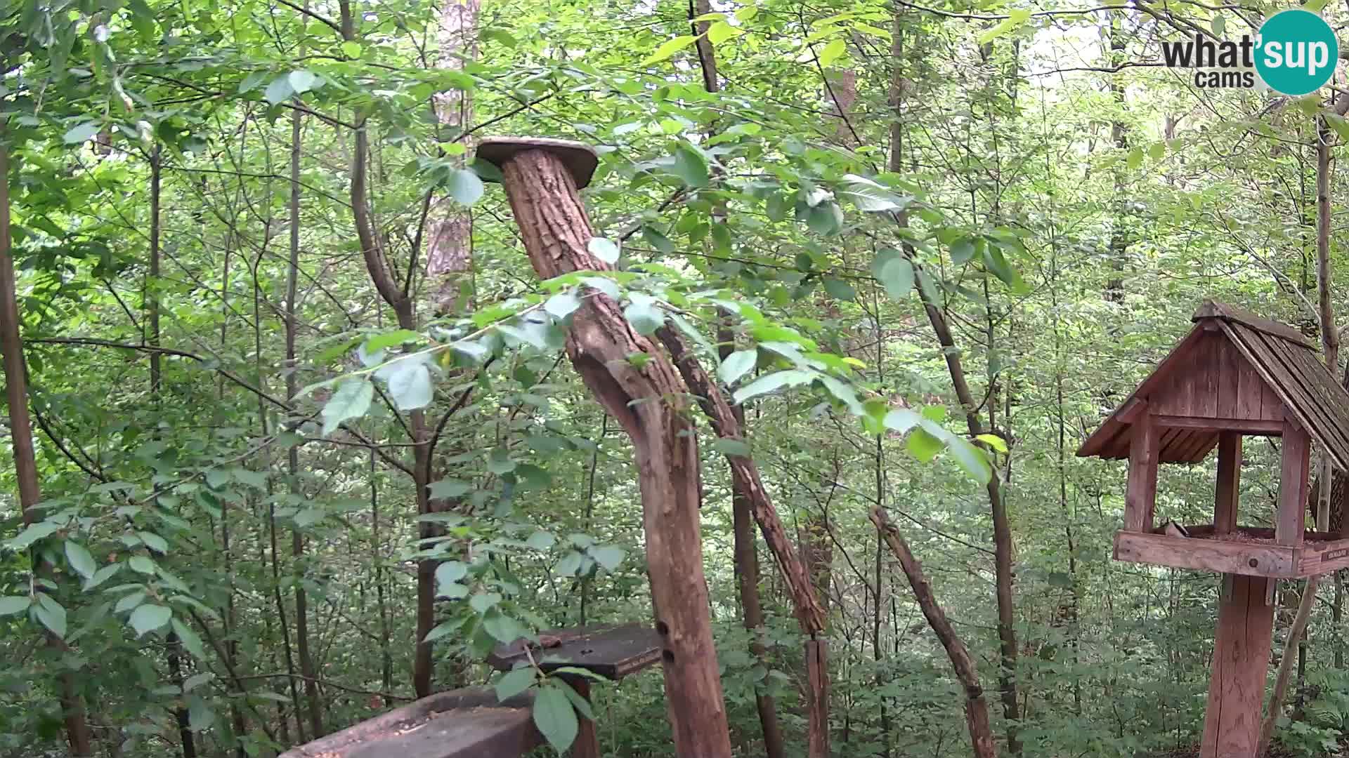 Comederos para pájaros en ZOO Ljubljana camera en vivo