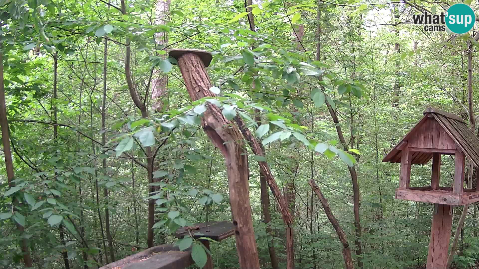 Mangeoires pour oiseaux au ZOO live webcam Ljubljana