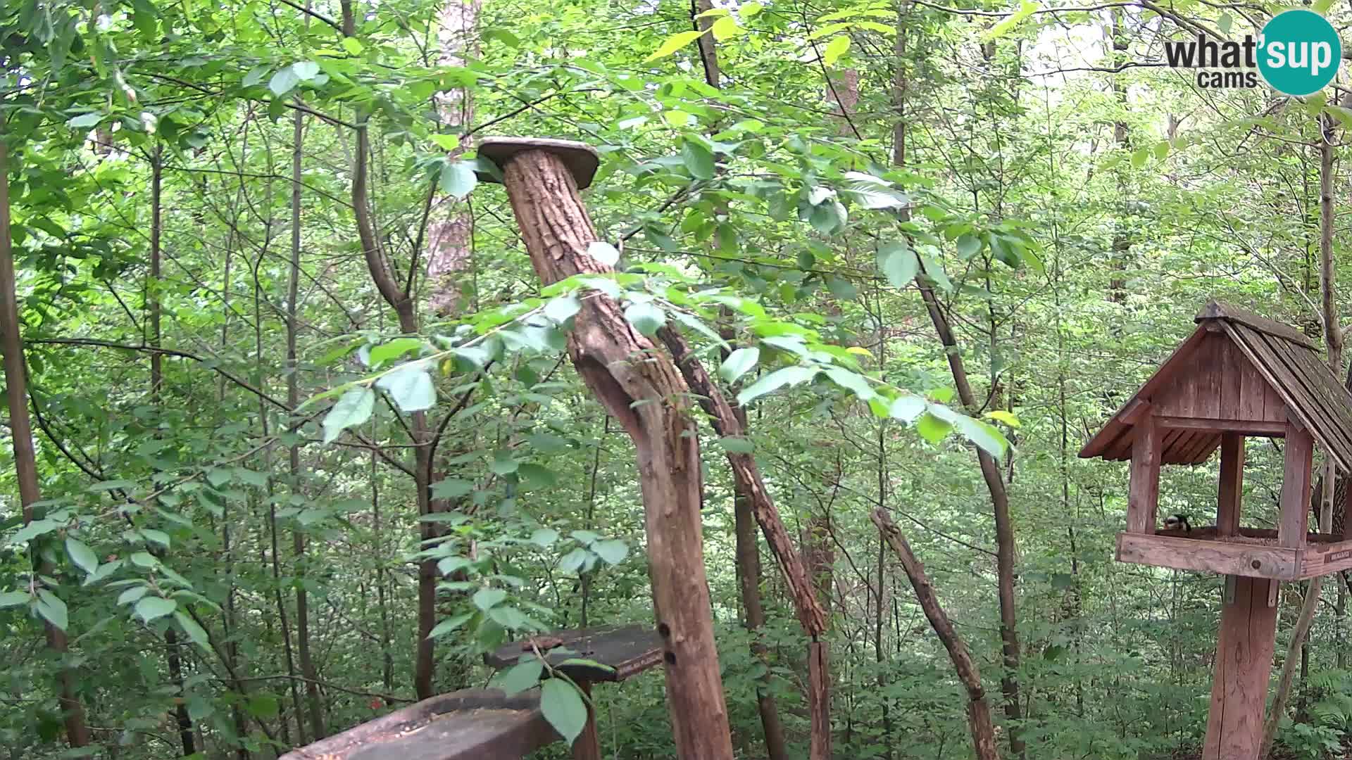 Bird feeders at ZOO Ljubljana webcam