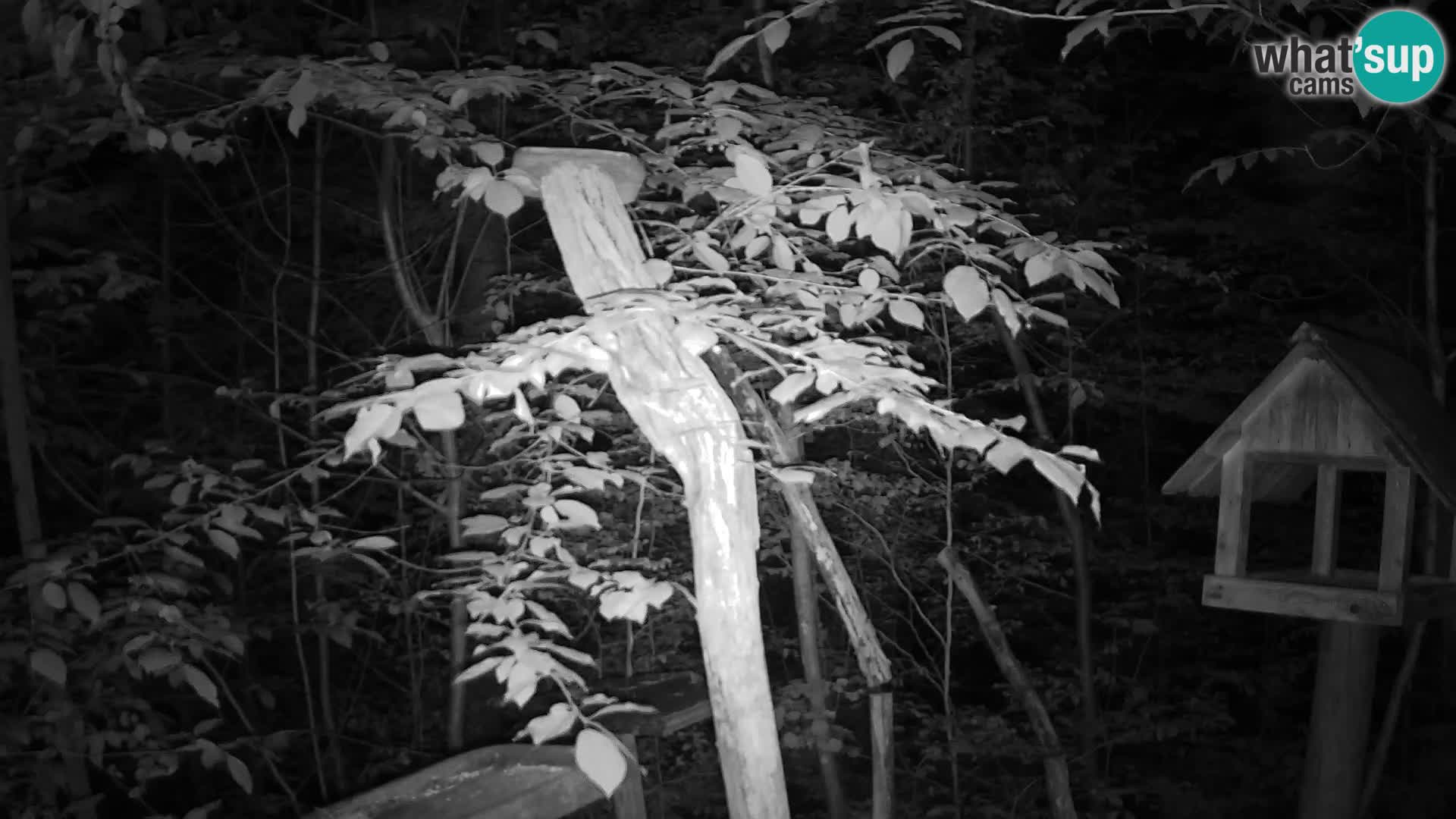 Mangiatoie per uccelli allo ZOO di Lubiana livecam
