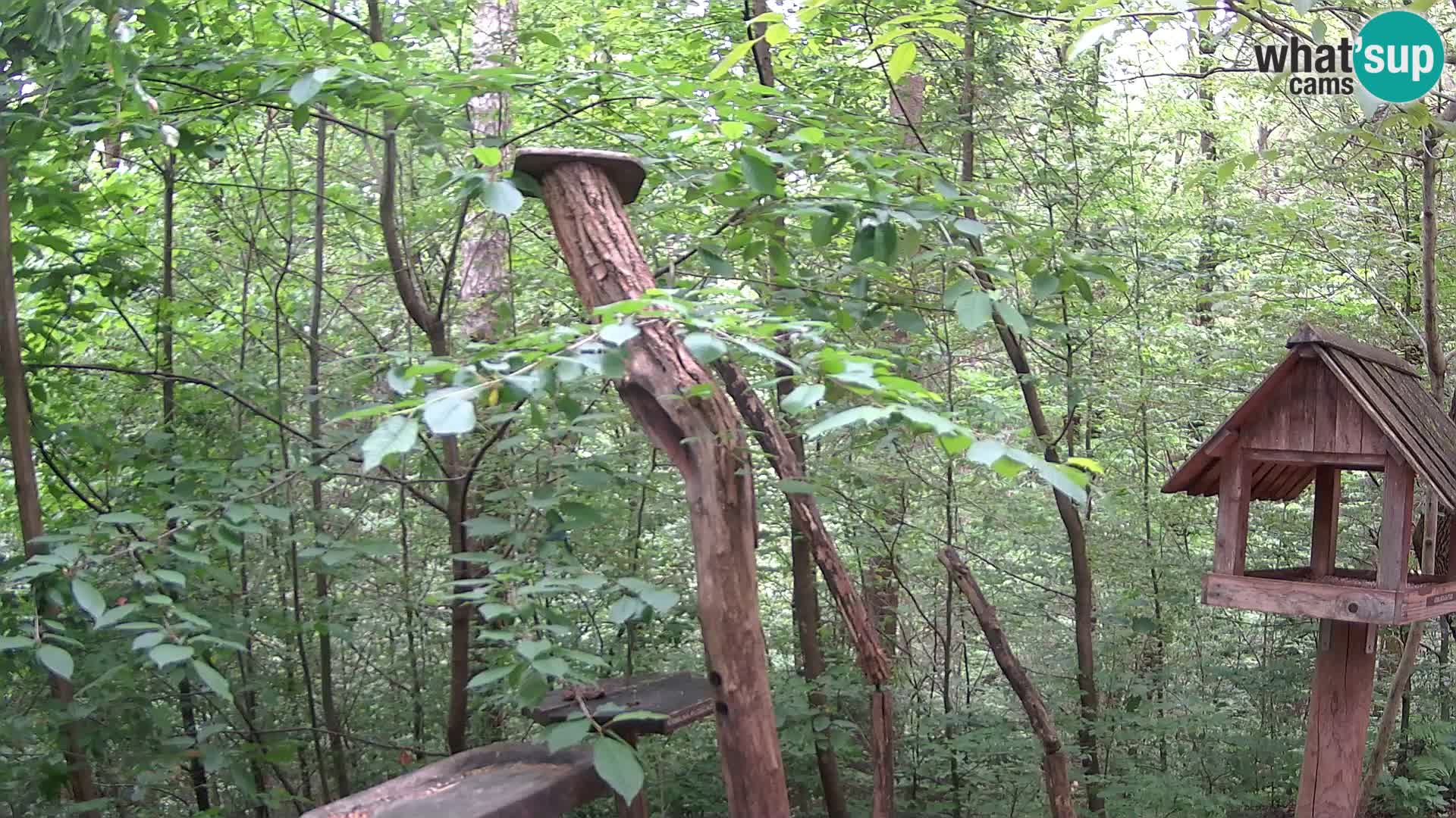 Vogelfutterhäuschen im ZOO webcam Ljubljana