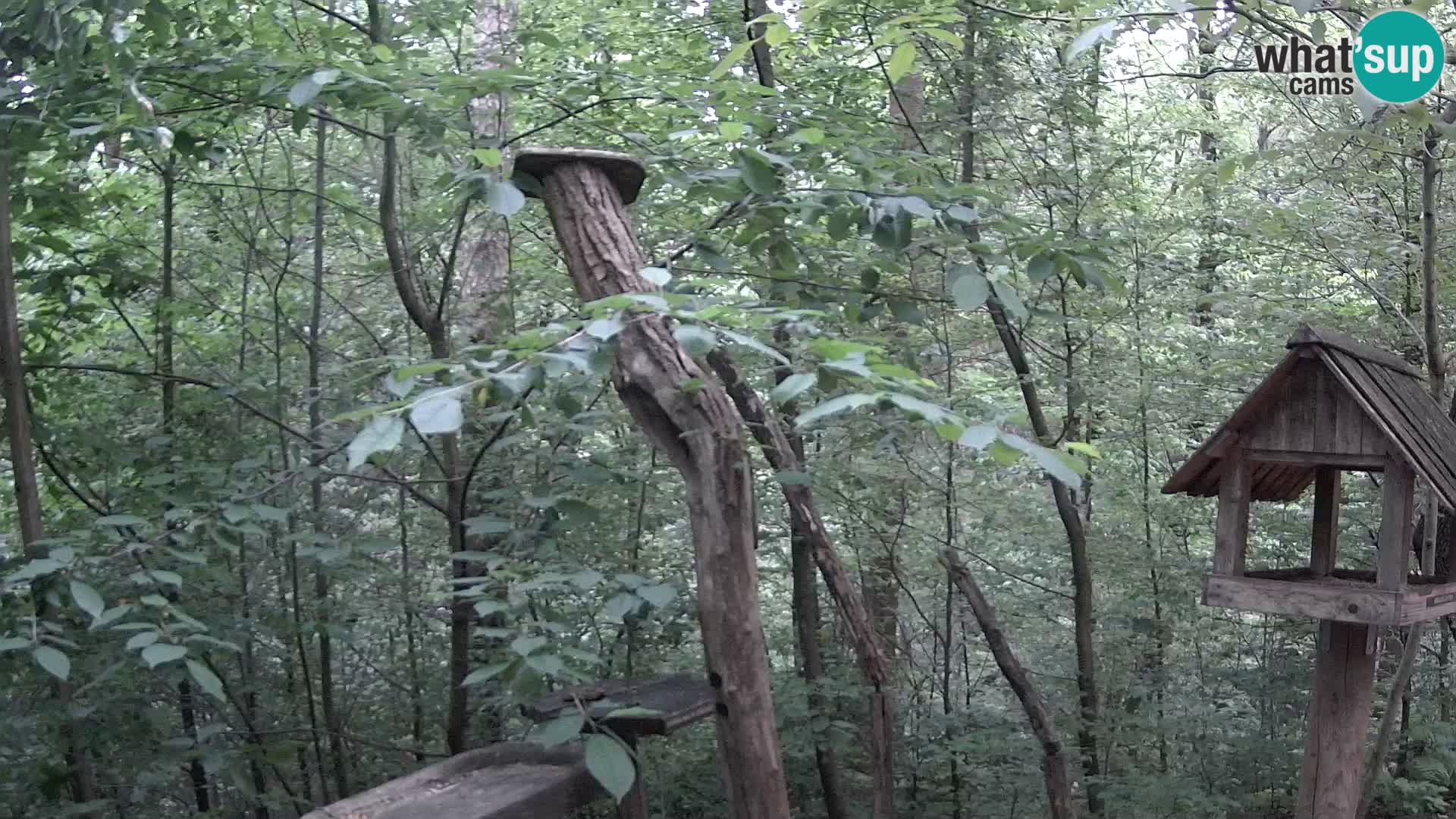 Mangeoires pour oiseaux au ZOO live webcam Ljubljana