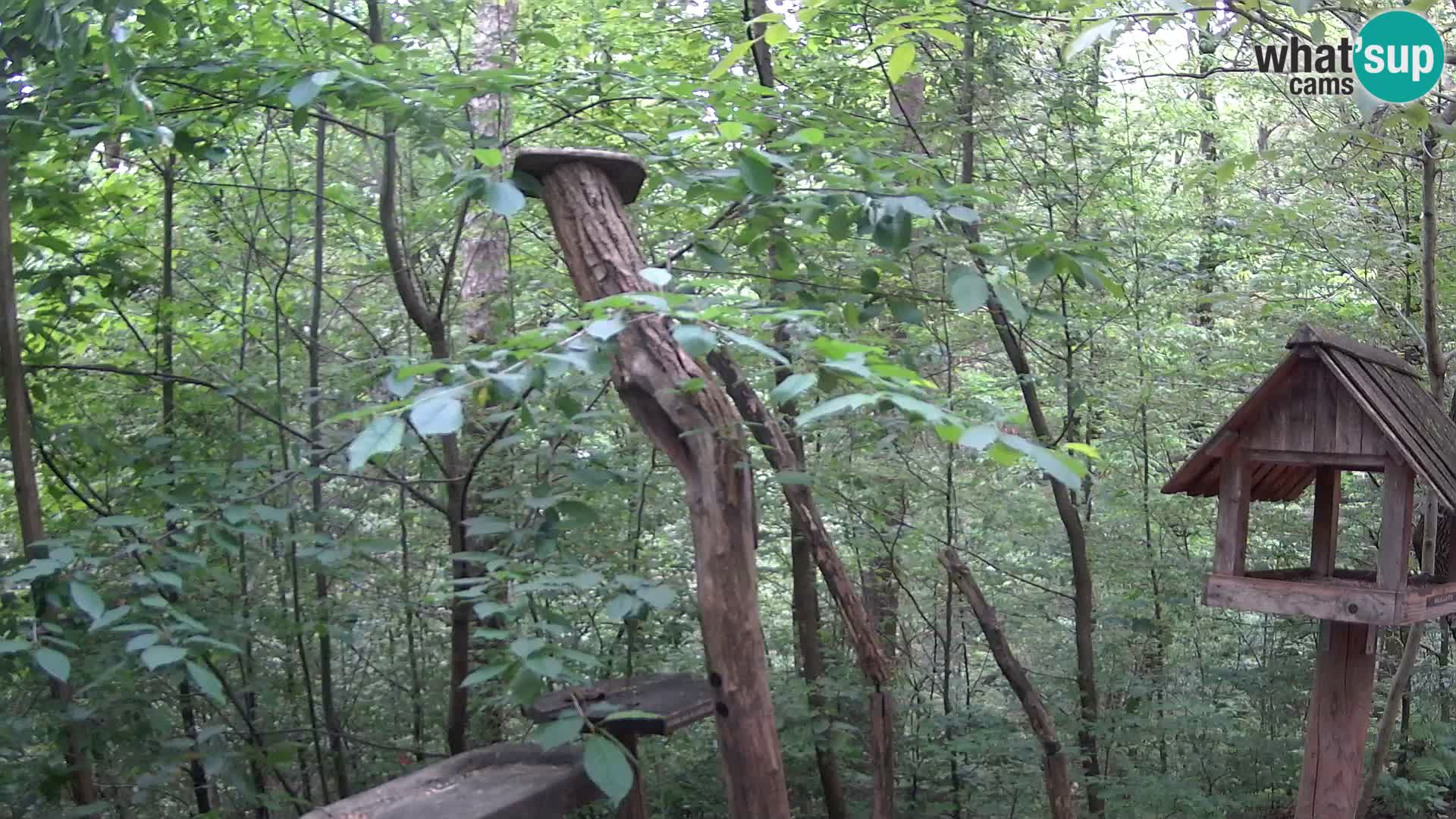 Vogelfutterhäuschen im ZOO webcam Ljubljana