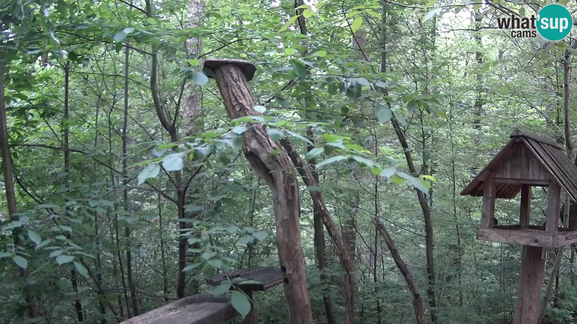 Bird feeders at ZOO Ljubljana webcam