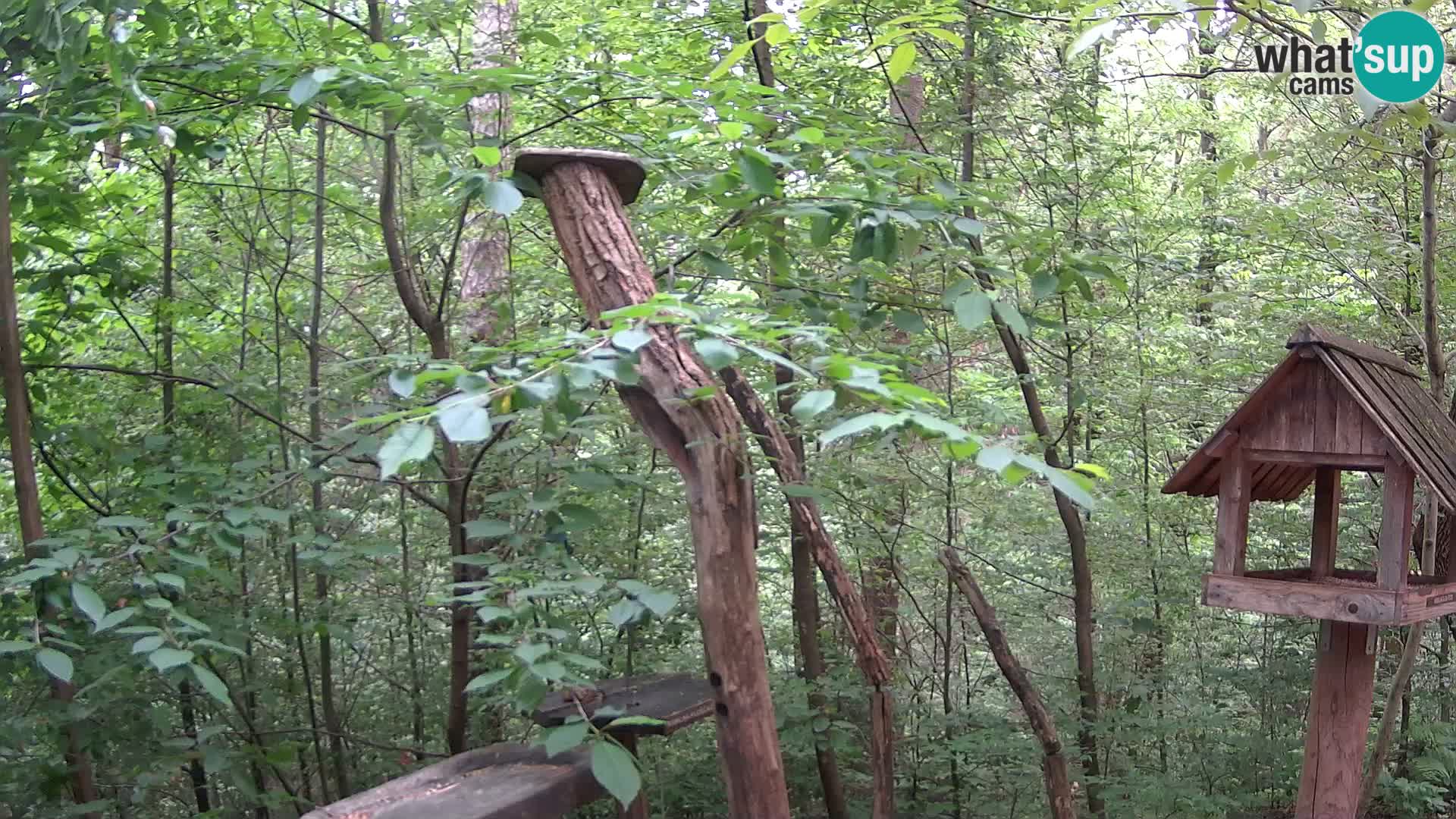 Bird feeders at ZOO Ljubljana webcam
