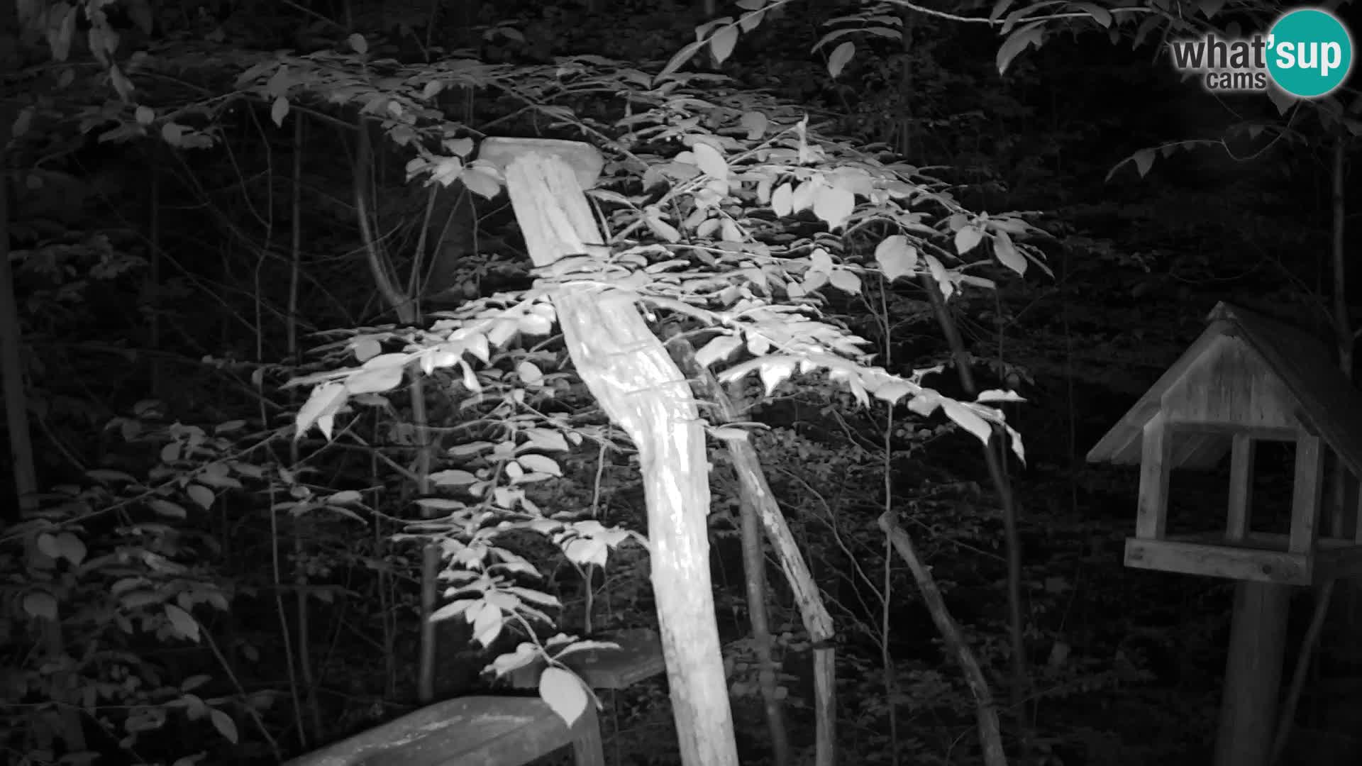 Bird feeders at ZOO Ljubljana webcam