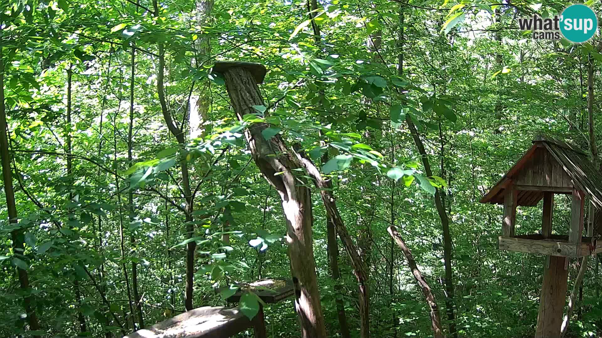Bird feeders at ZOO Ljubljana webcam