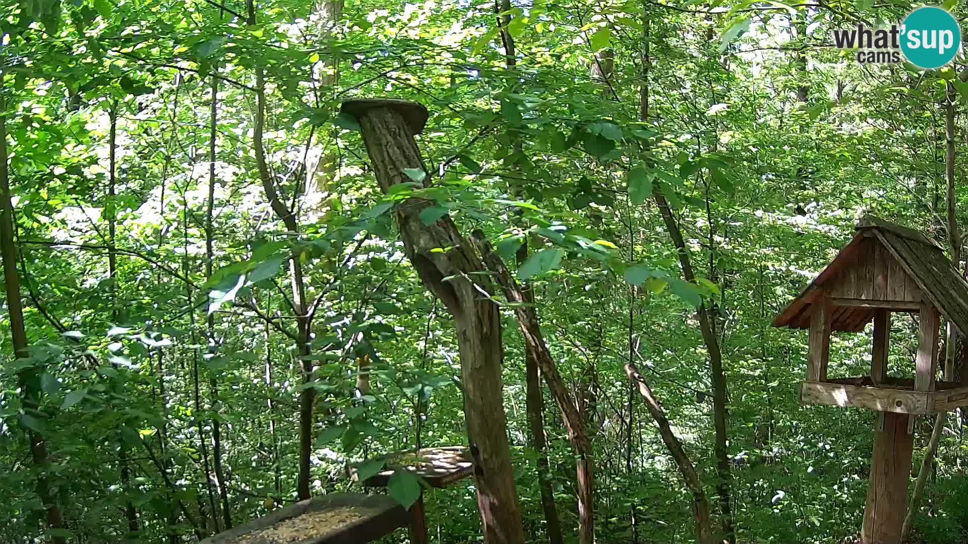 Mangeoires pour oiseaux au ZOO live webcam Ljubljana