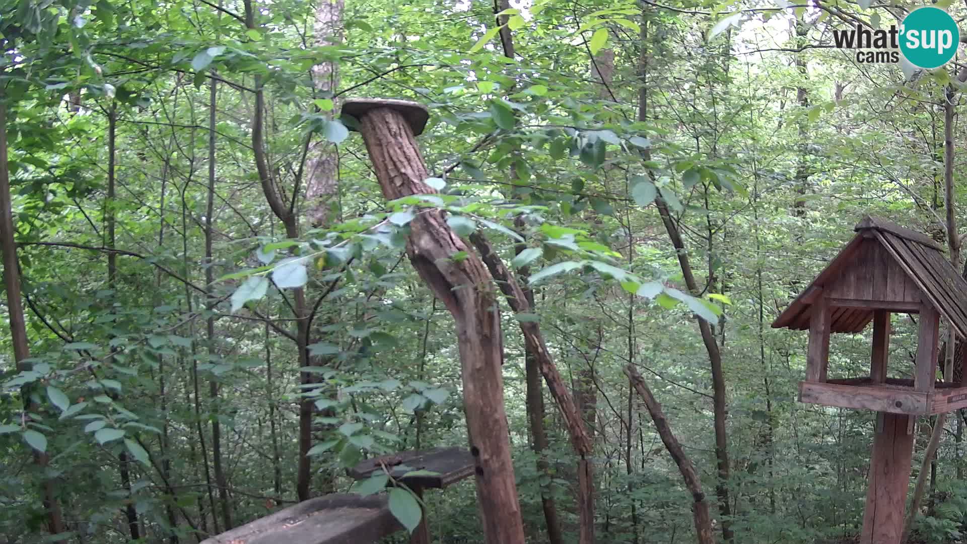 Vogelfutterhäuschen im ZOO webcam Ljubljana