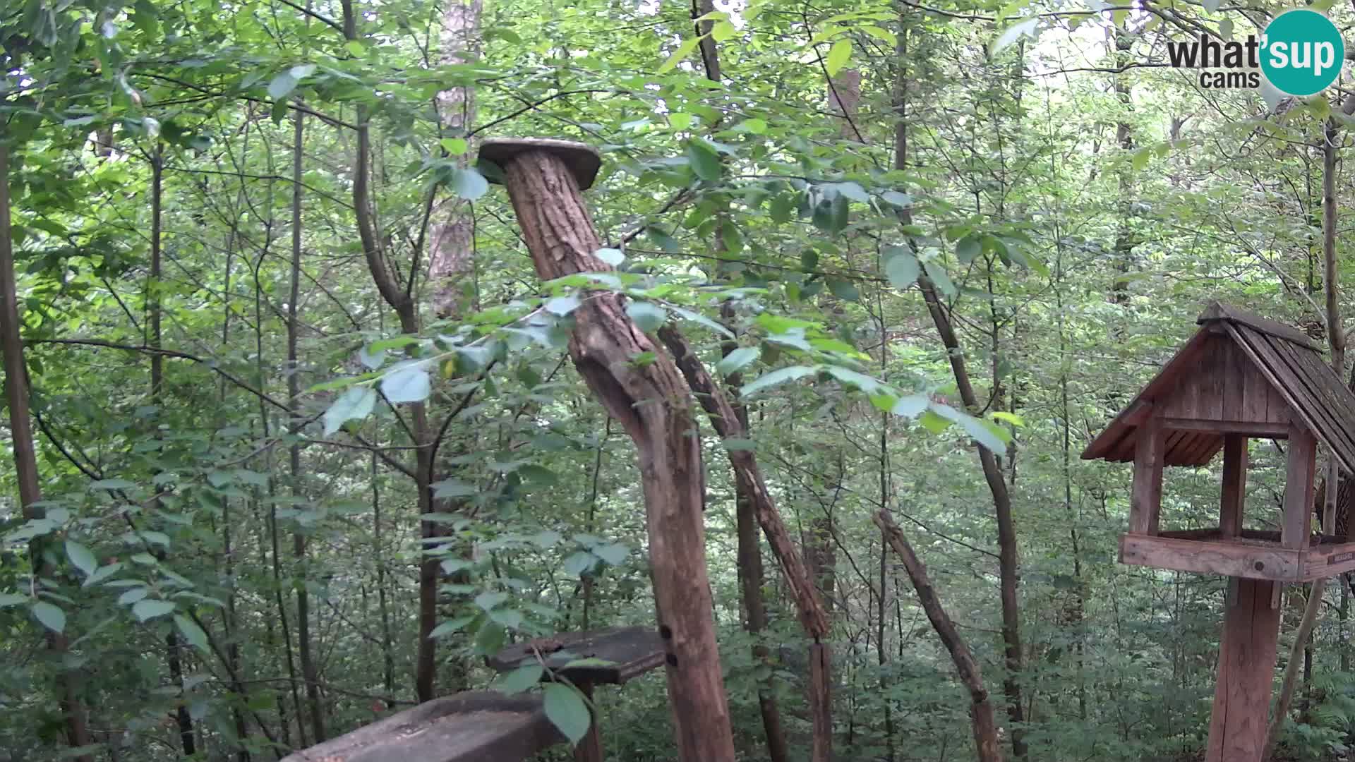 Krmilnice za ptiče v ZOO Ljubljana spletna kamera