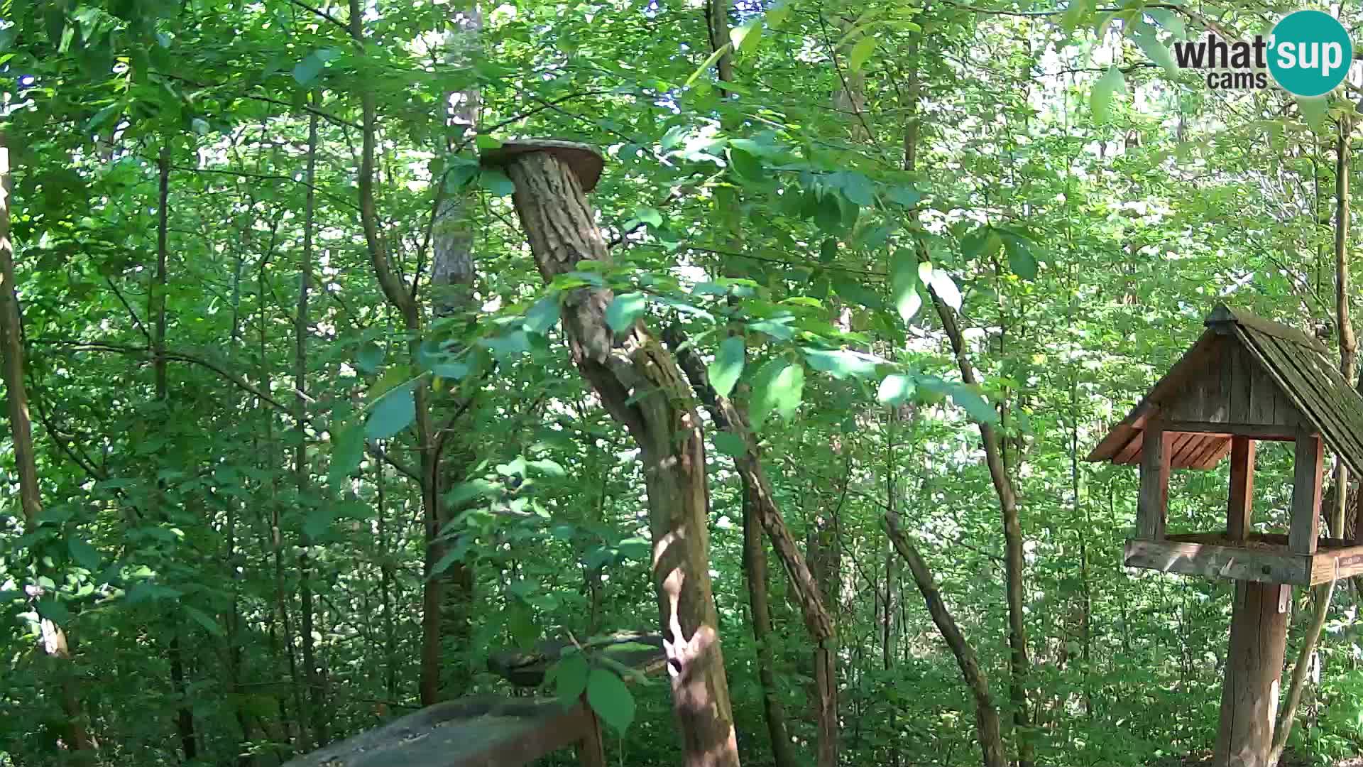 Hranilice za ptice u ZOO web kamera Ljubljana
