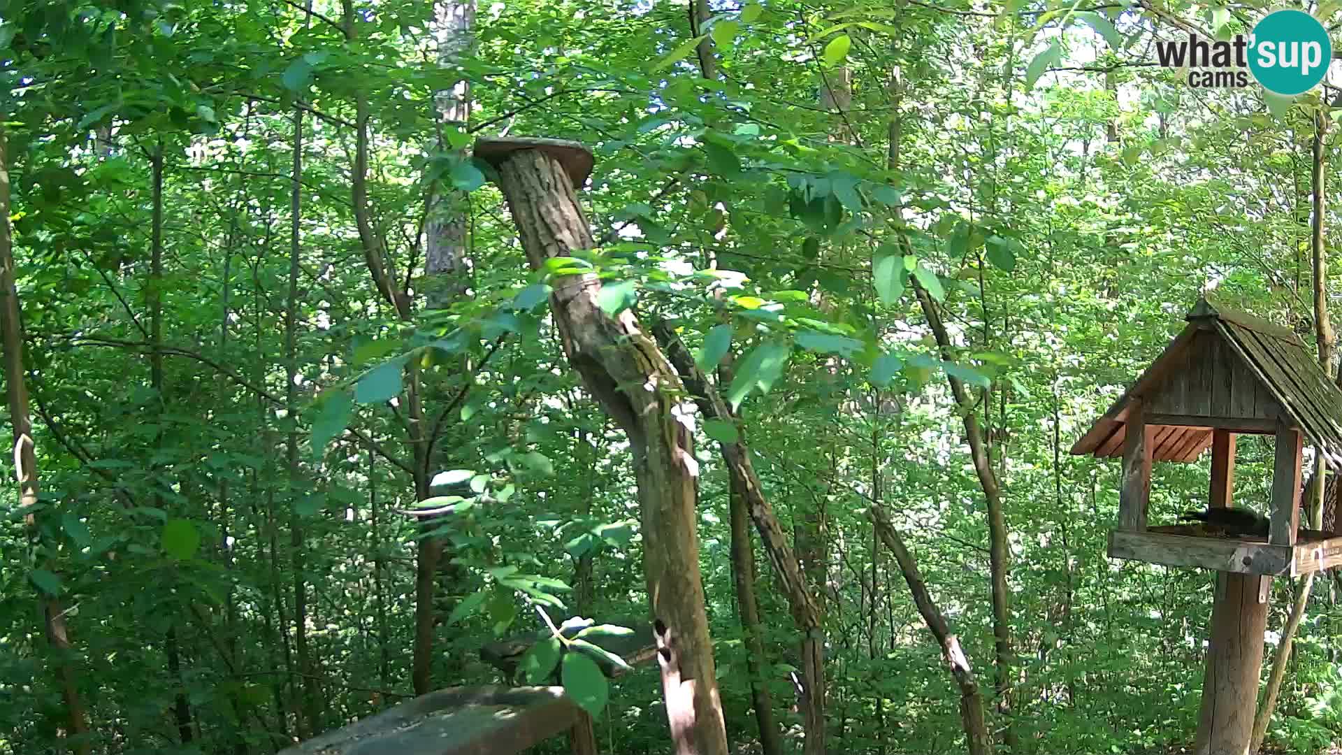 Vogelfutterhäuschen im ZOO webcam Ljubljana
