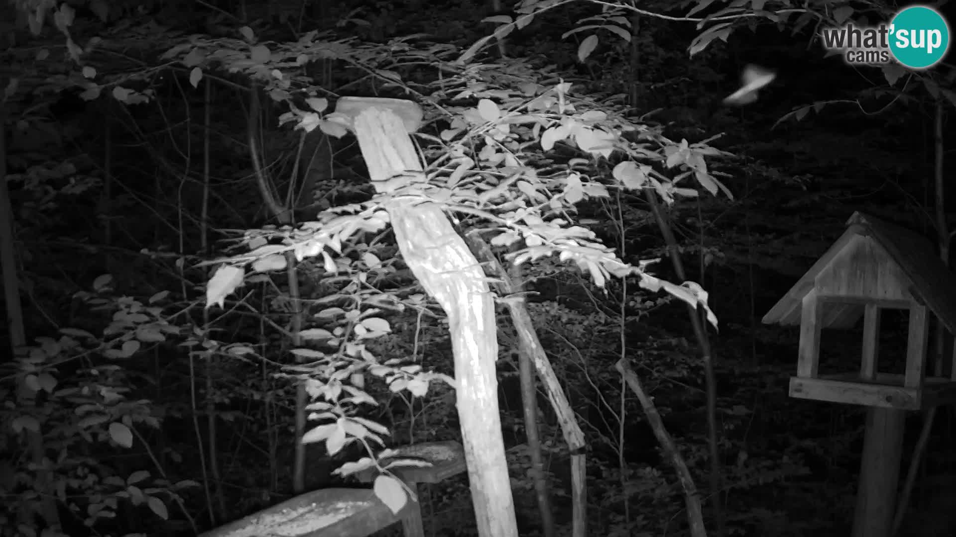 Mangiatoie per uccelli allo ZOO di Lubiana livecam