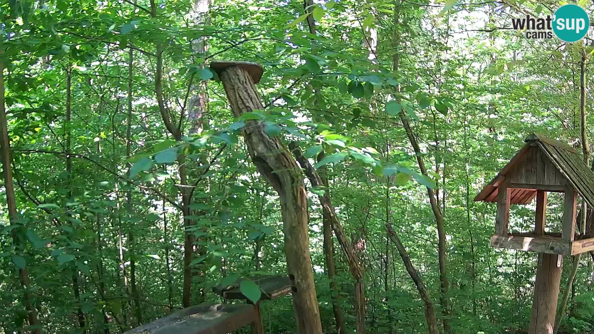 Hranilice za ptice u ZOO web kamera Ljubljana