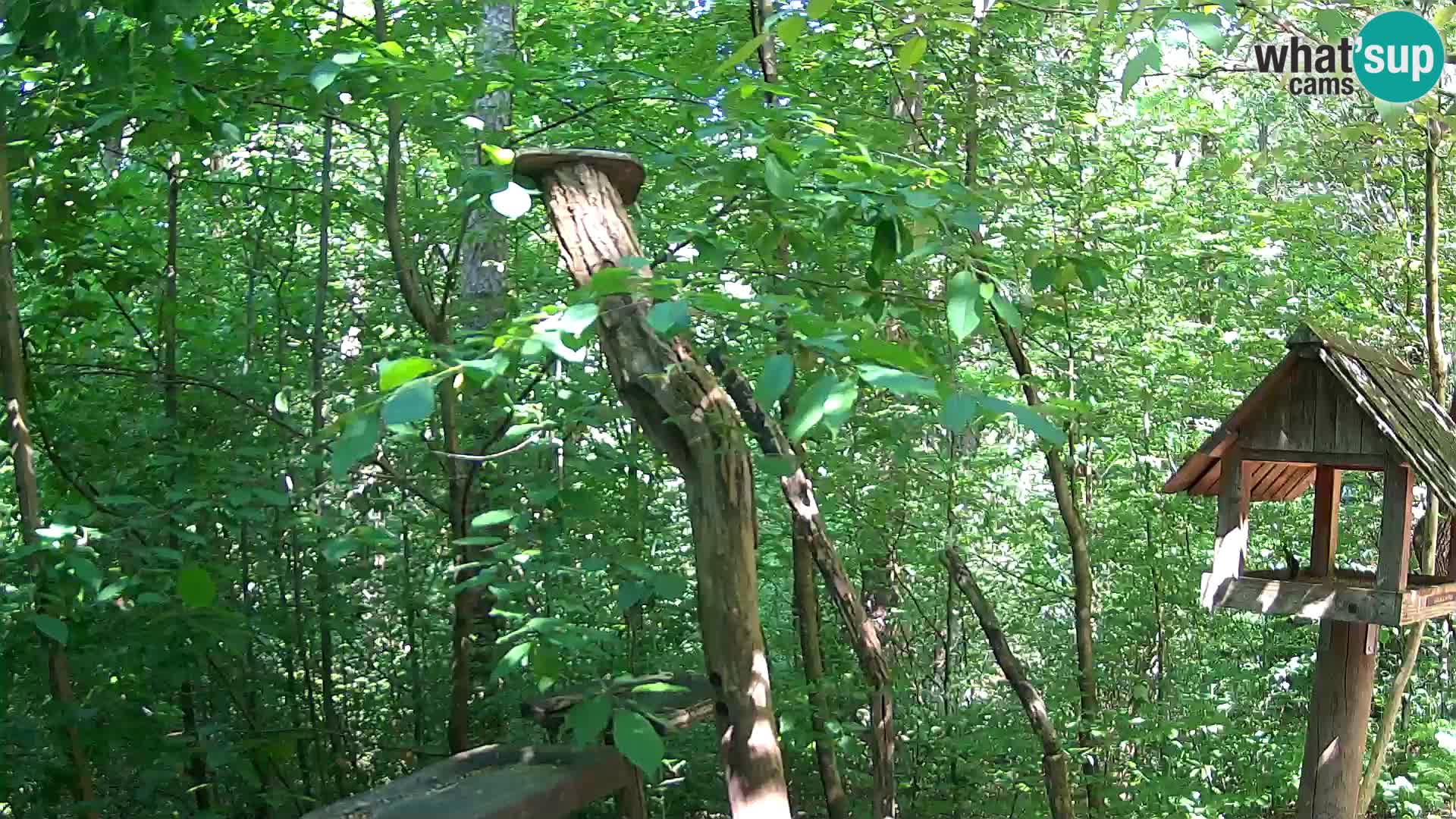 Bird feeders at ZOO Ljubljana webcam