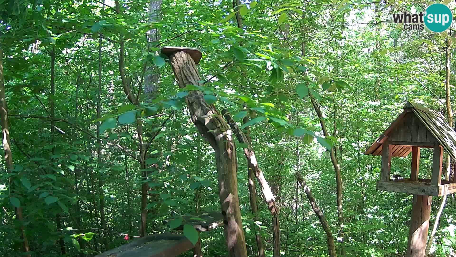 Mangeoires pour oiseaux au ZOO live webcam Ljubljana