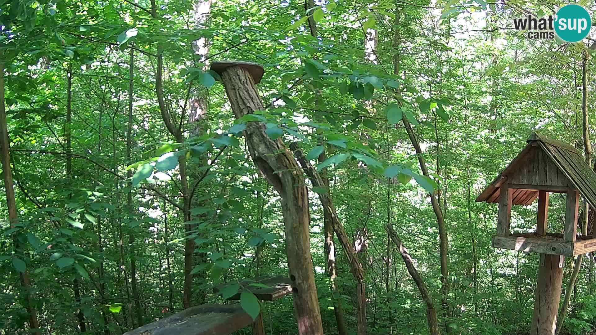 Bird feeders at ZOO Ljubljana webcam