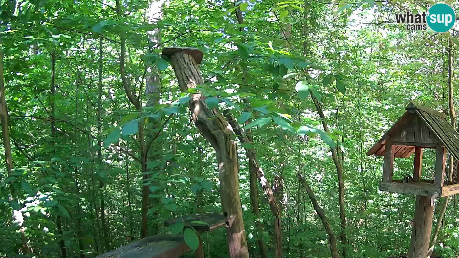 Comederos para pájaros en ZOO Ljubljana camera en vivo