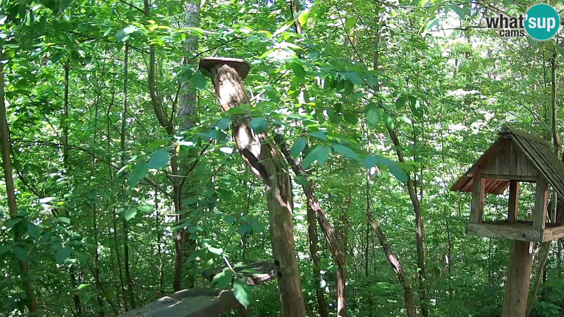 Vogelfutterhäuschen im ZOO webcam Ljubljana