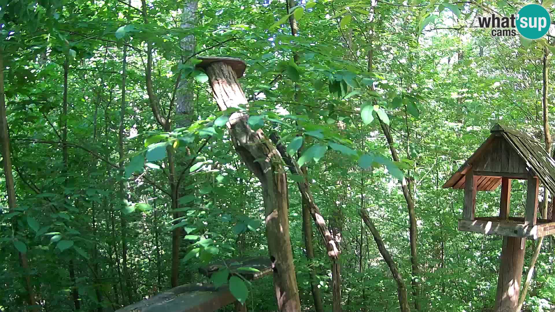 Bird feeders at ZOO Ljubljana webcam