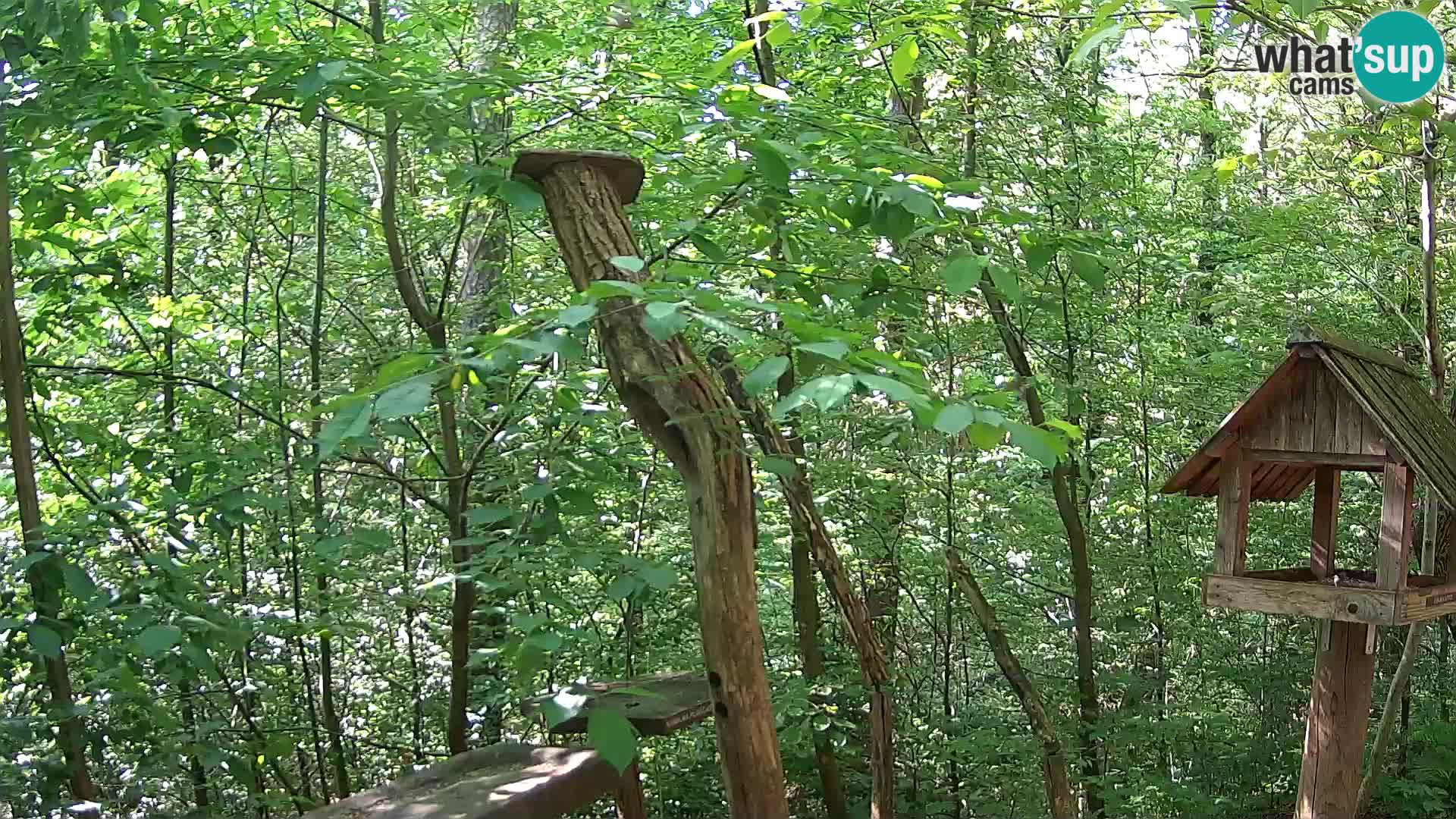Mangeoires pour oiseaux au ZOO live webcam Ljubljana