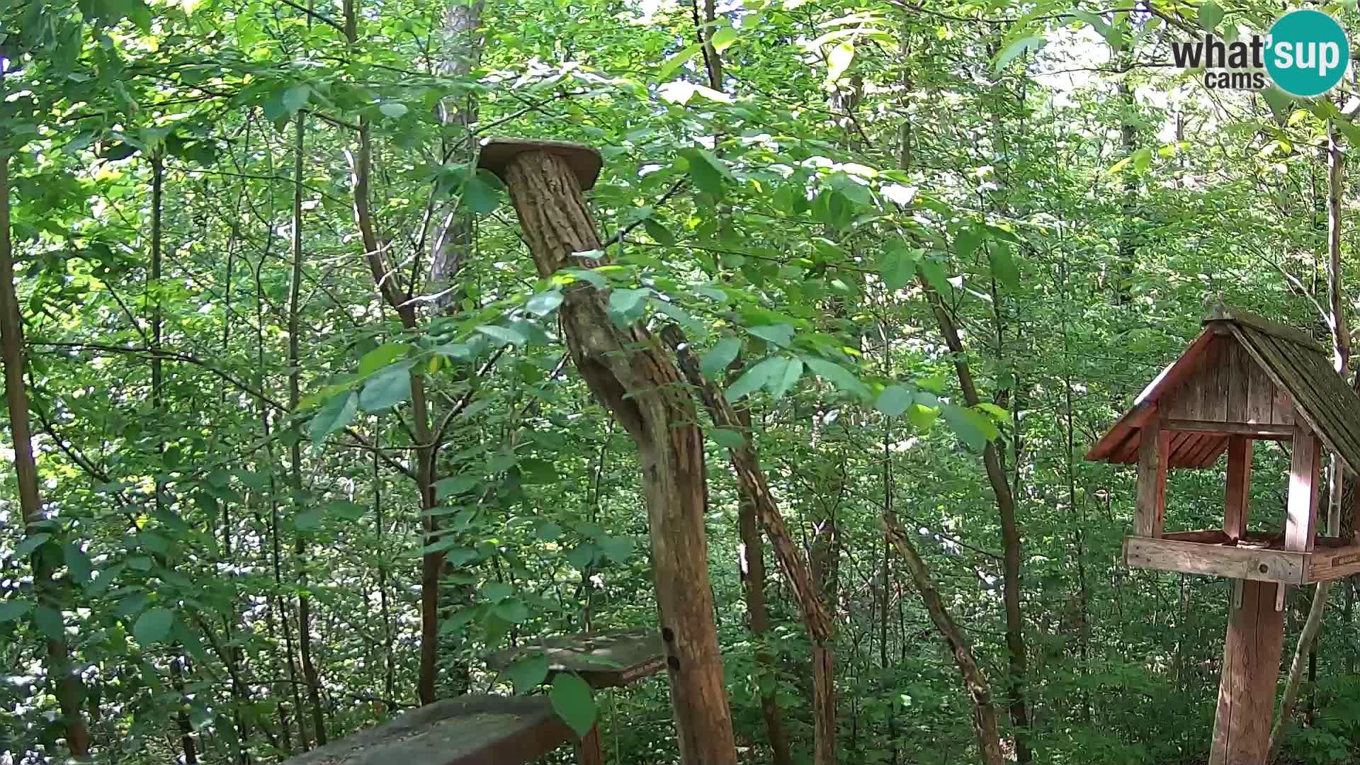 Bird feeders at ZOO Ljubljana webcam