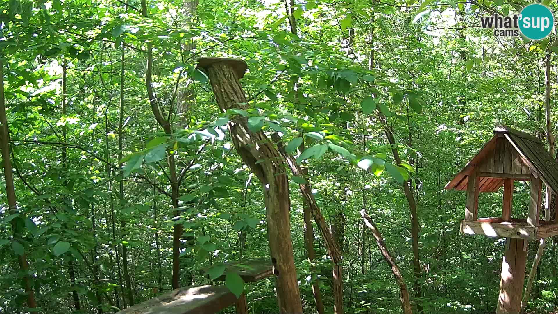 Bird feeders at ZOO Ljubljana webcam