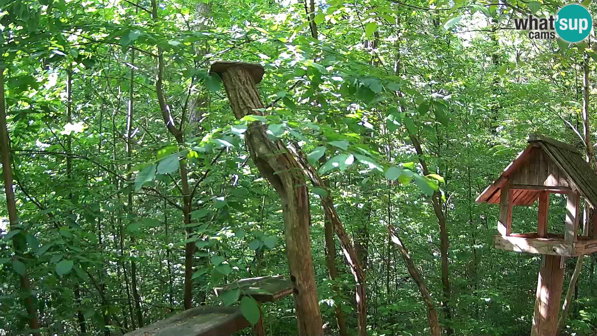 Bird feeders at ZOO Ljubljana webcam