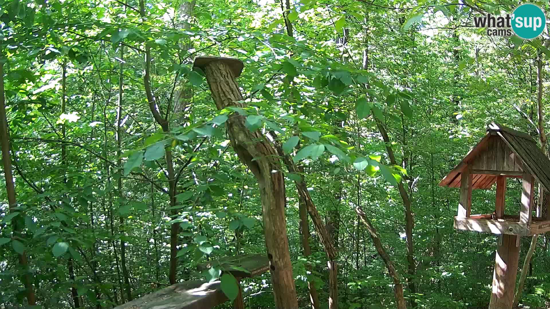 Bird feeders at ZOO Ljubljana webcam