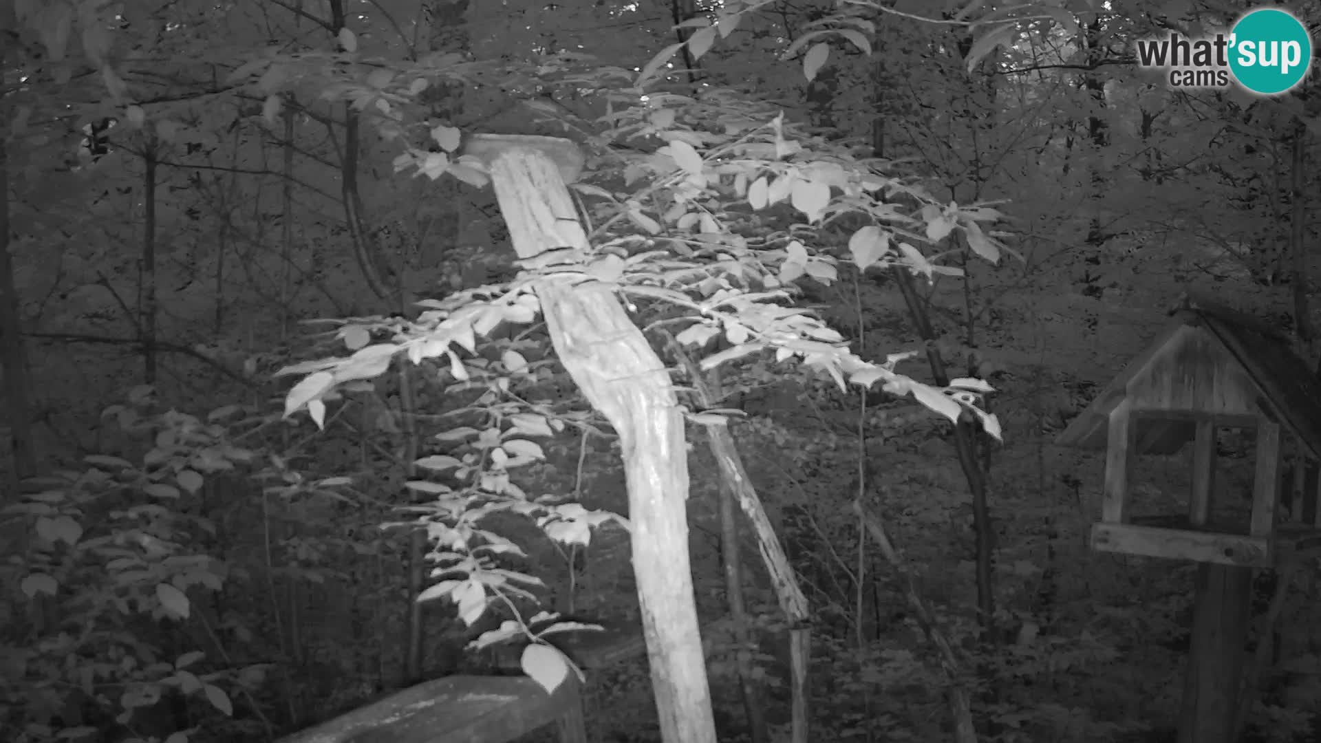 Mangeoires pour oiseaux au ZOO live webcam Ljubljana
