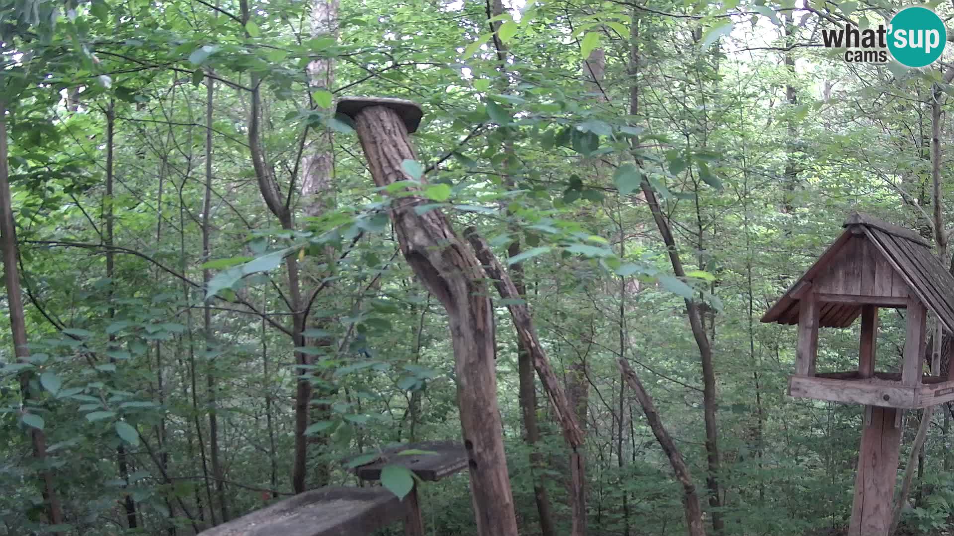 Bird feeders at ZOO Ljubljana webcam