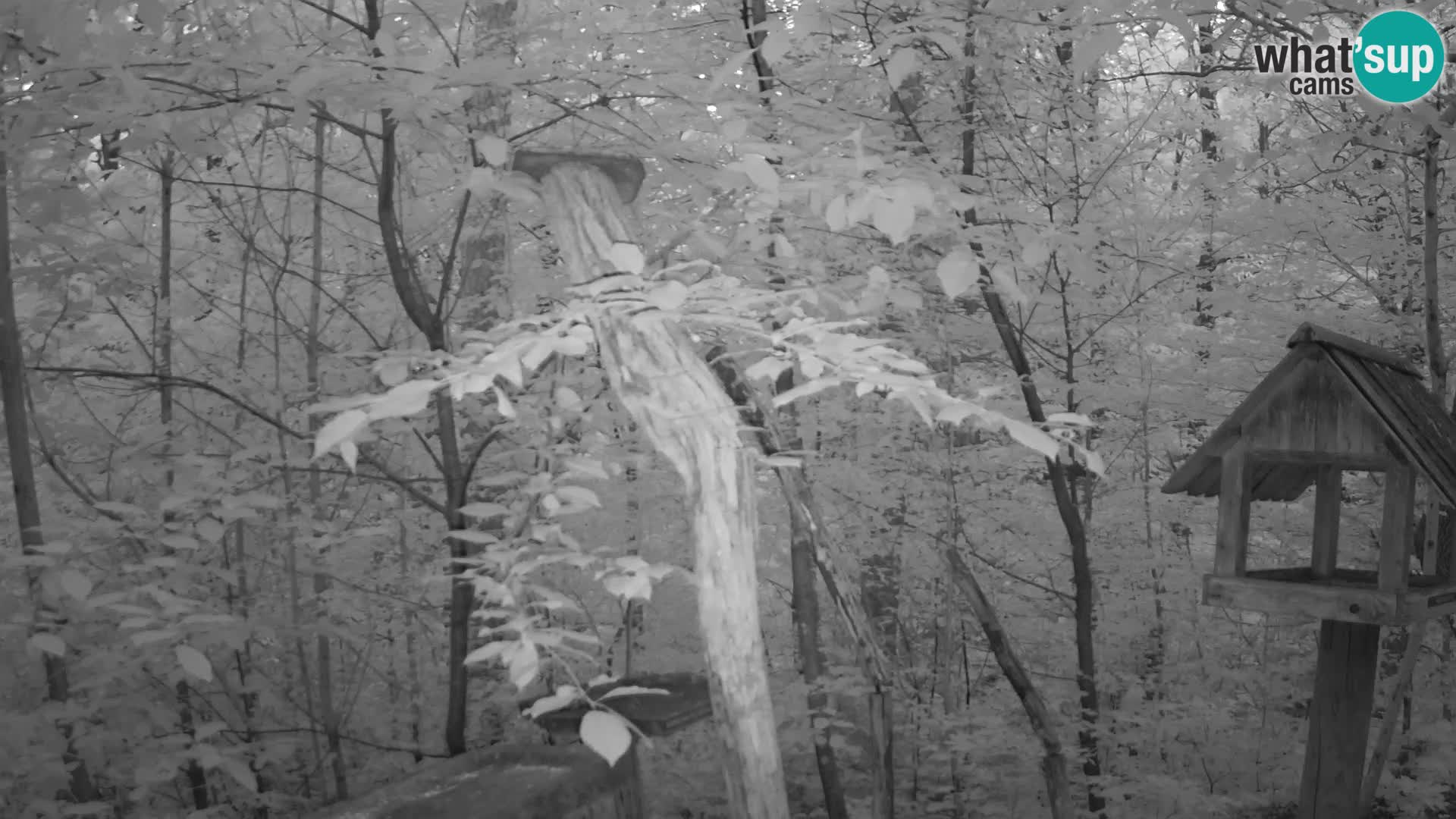 Vogelfutterhäuschen im ZOO webcam Ljubljana