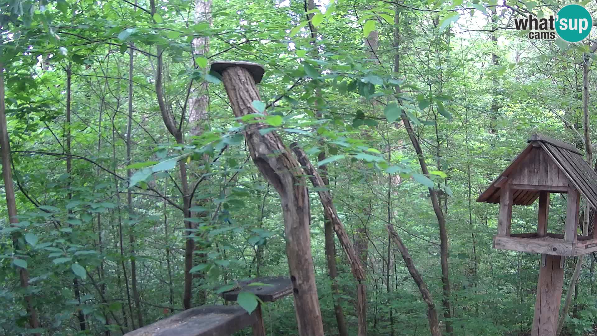 Bird feeders at ZOO Ljubljana webcam