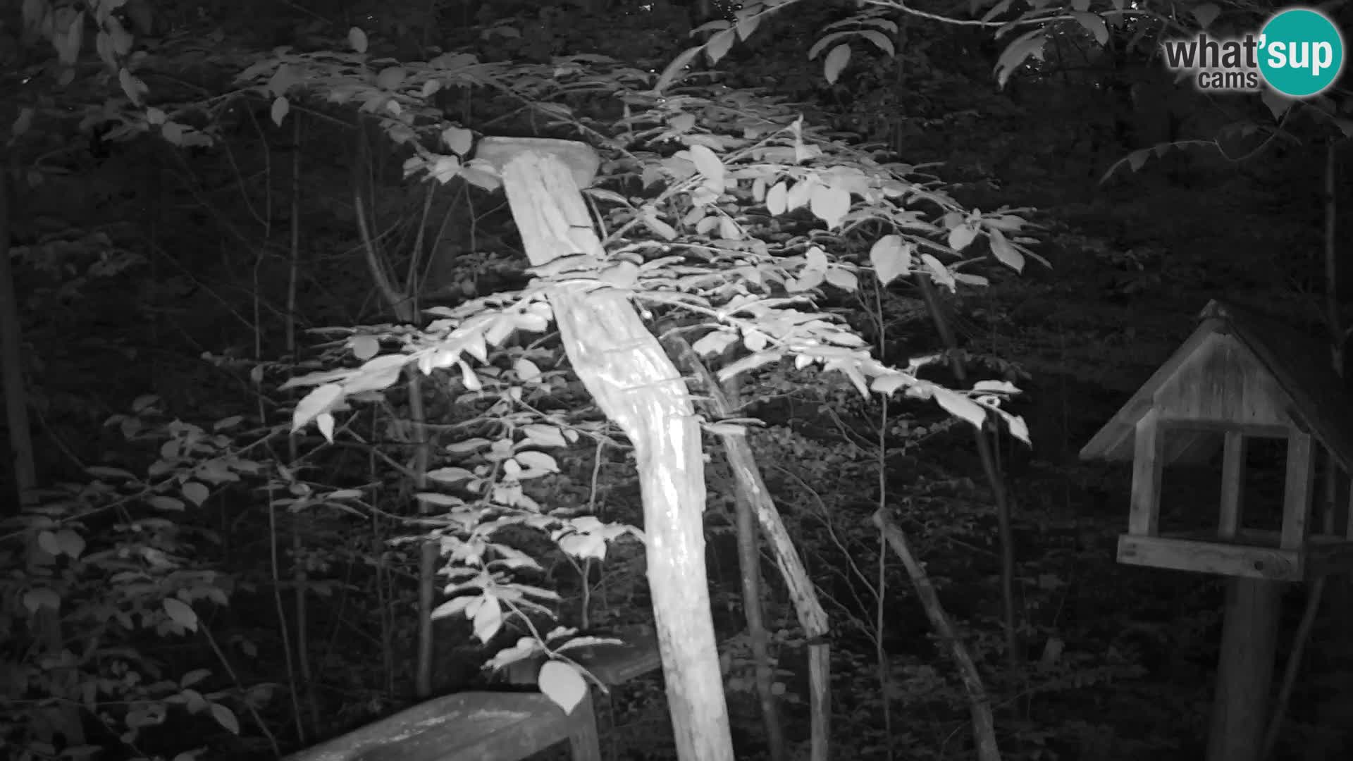 Vogelfutterhäuschen im ZOO webcam Ljubljana
