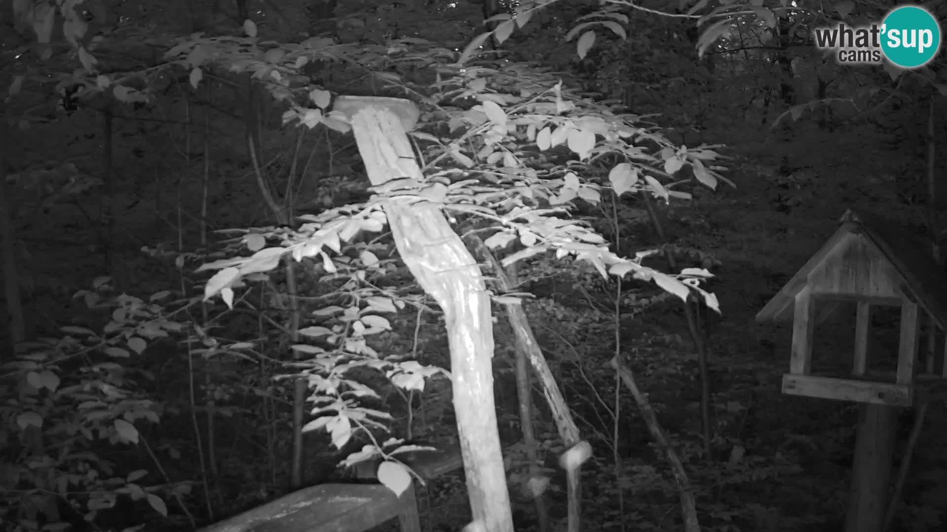 Bird feeders at ZOO Ljubljana webcam