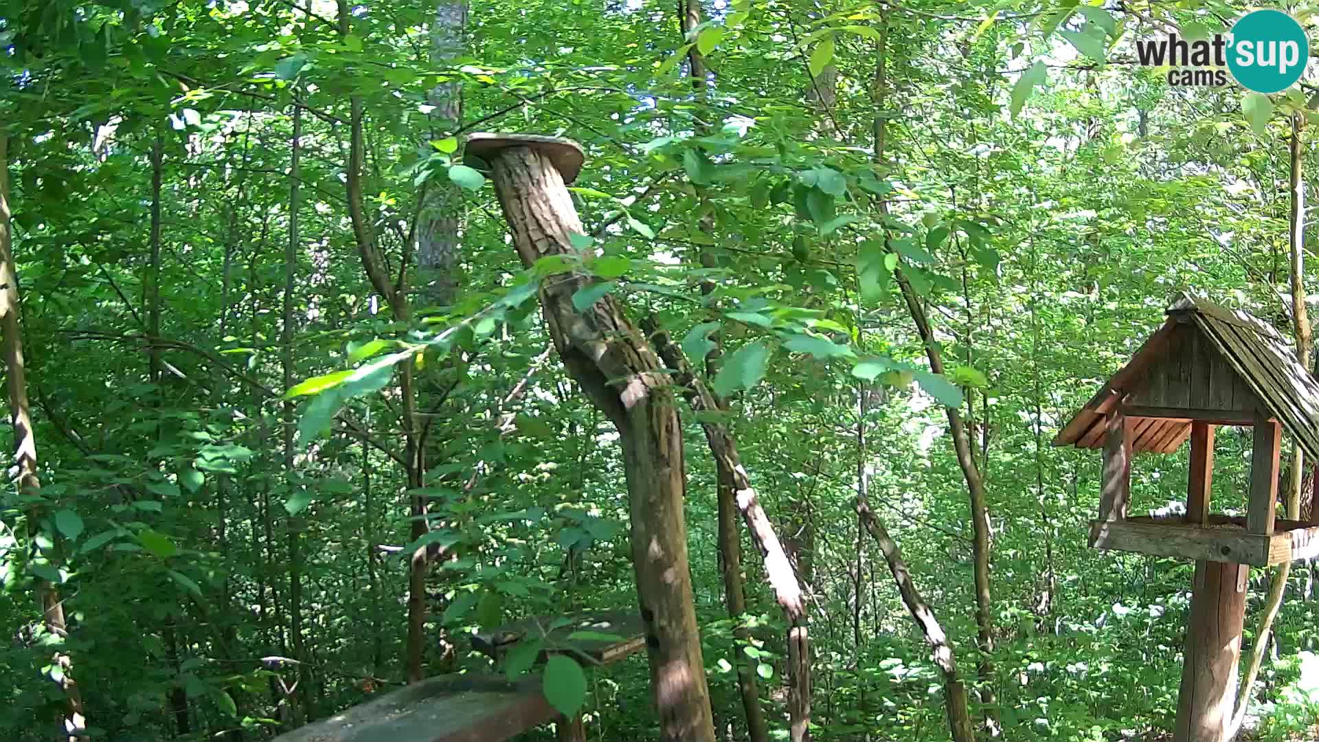 Comederos para pájaros en ZOO Ljubljana camera en vivo