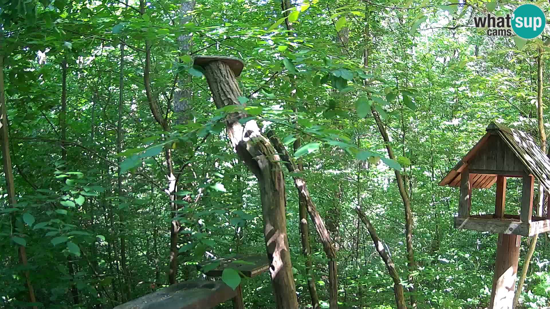 Vogelfutterhäuschen im ZOO webcam Ljubljana