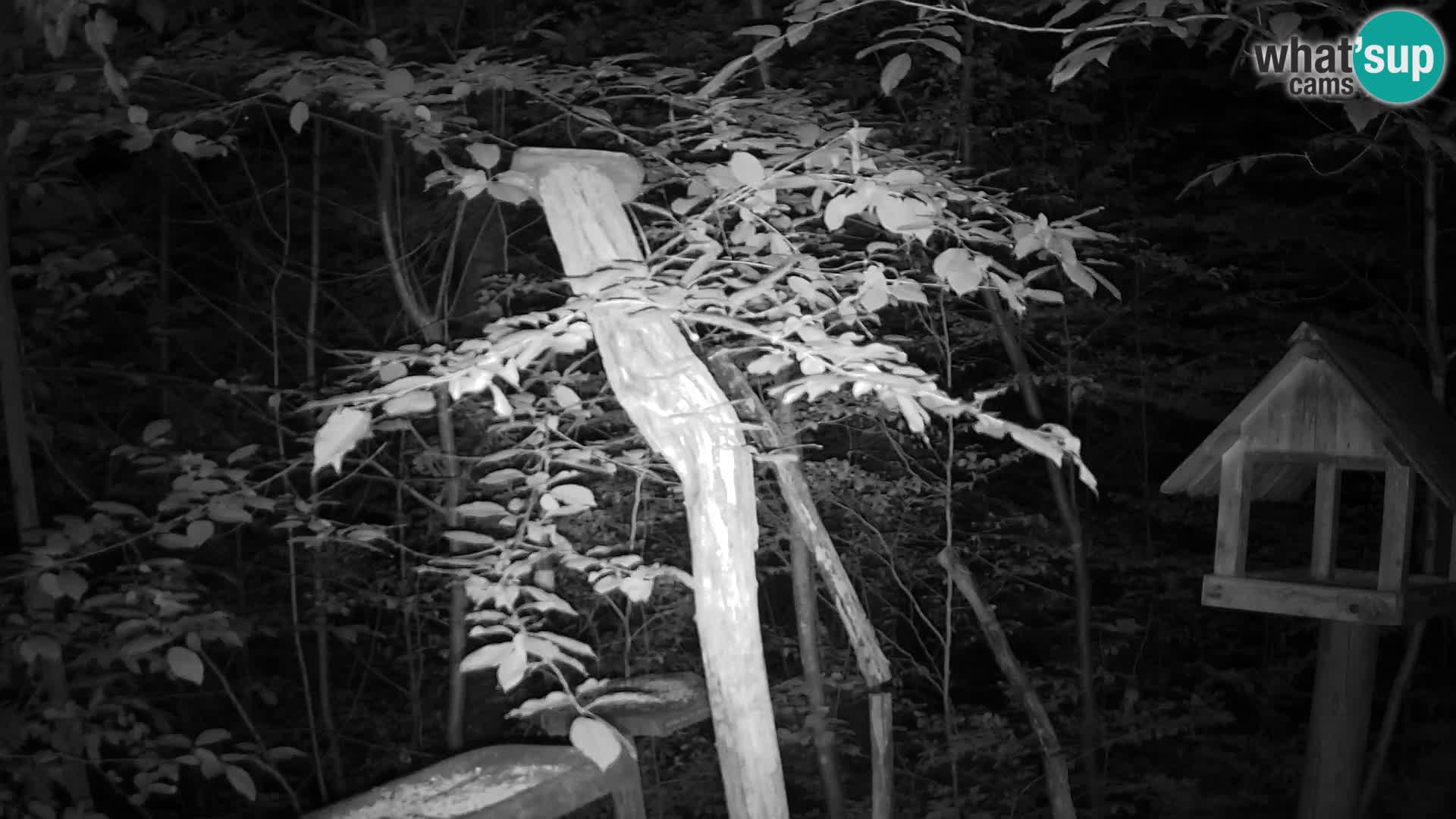 Mangeoires pour oiseaux au ZOO live webcam Ljubljana