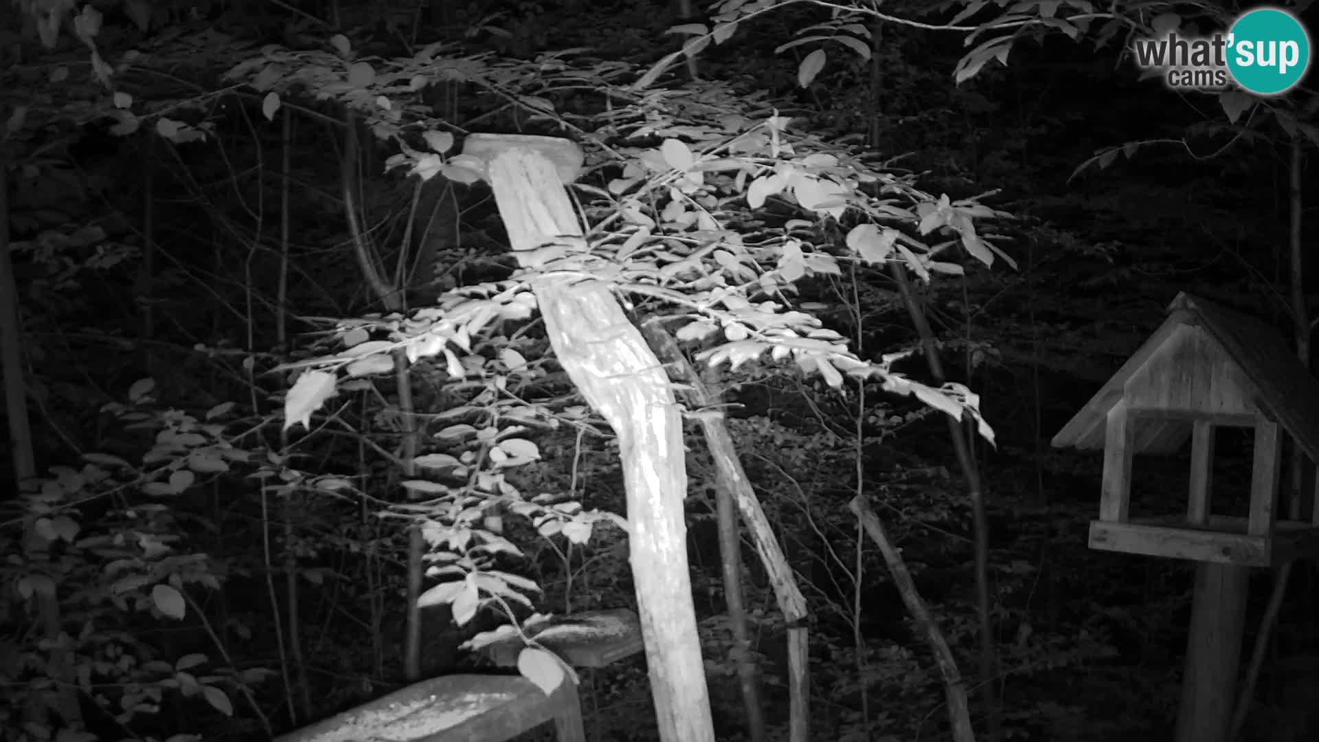 Vogelfutterhäuschen im ZOO webcam Ljubljana