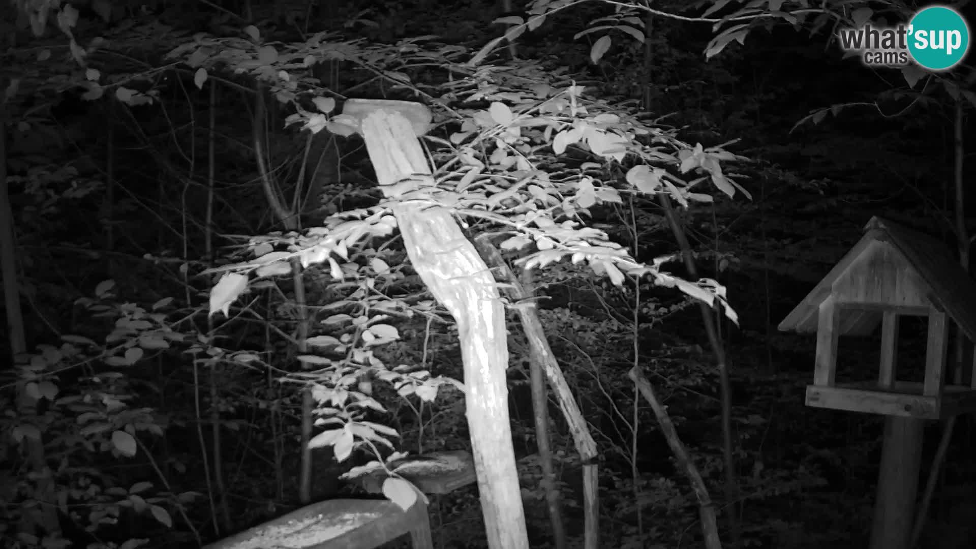 Vogelfutterhäuschen im ZOO webcam Ljubljana