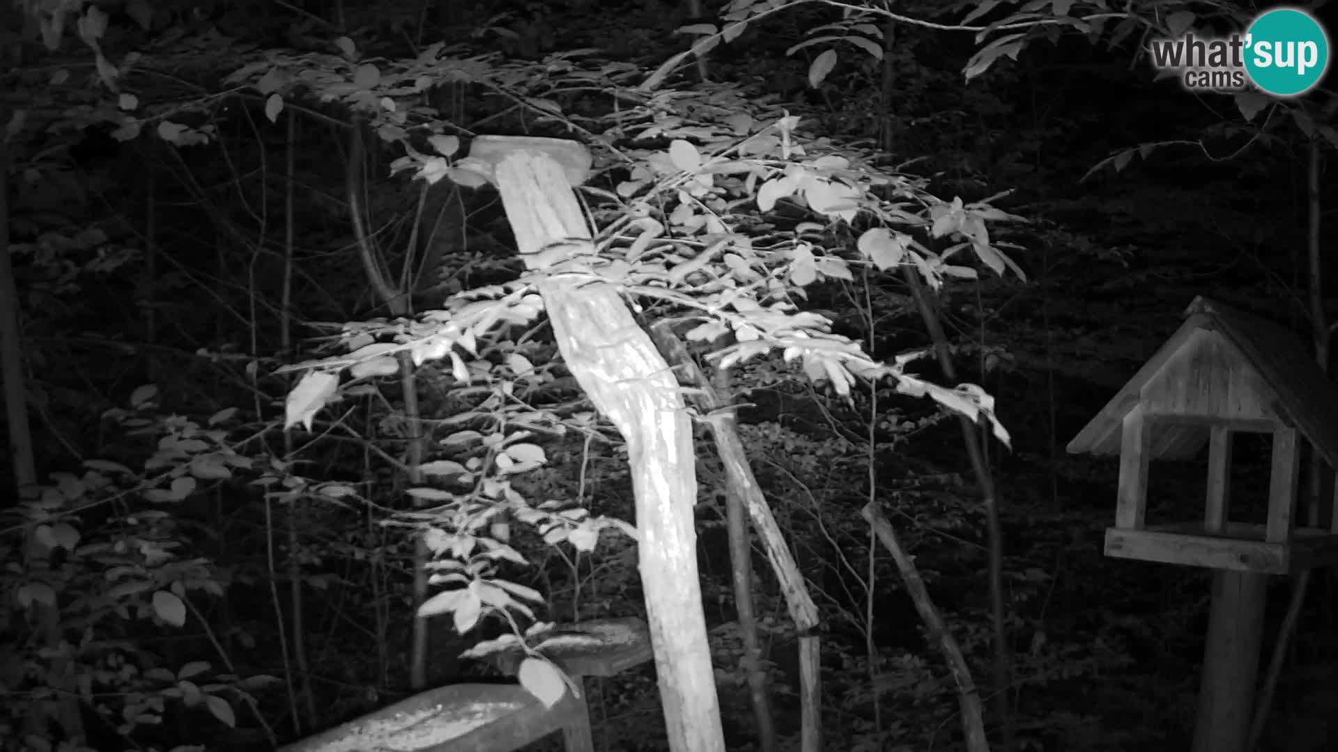Mangiatoie per uccelli allo ZOO di Lubiana livecam