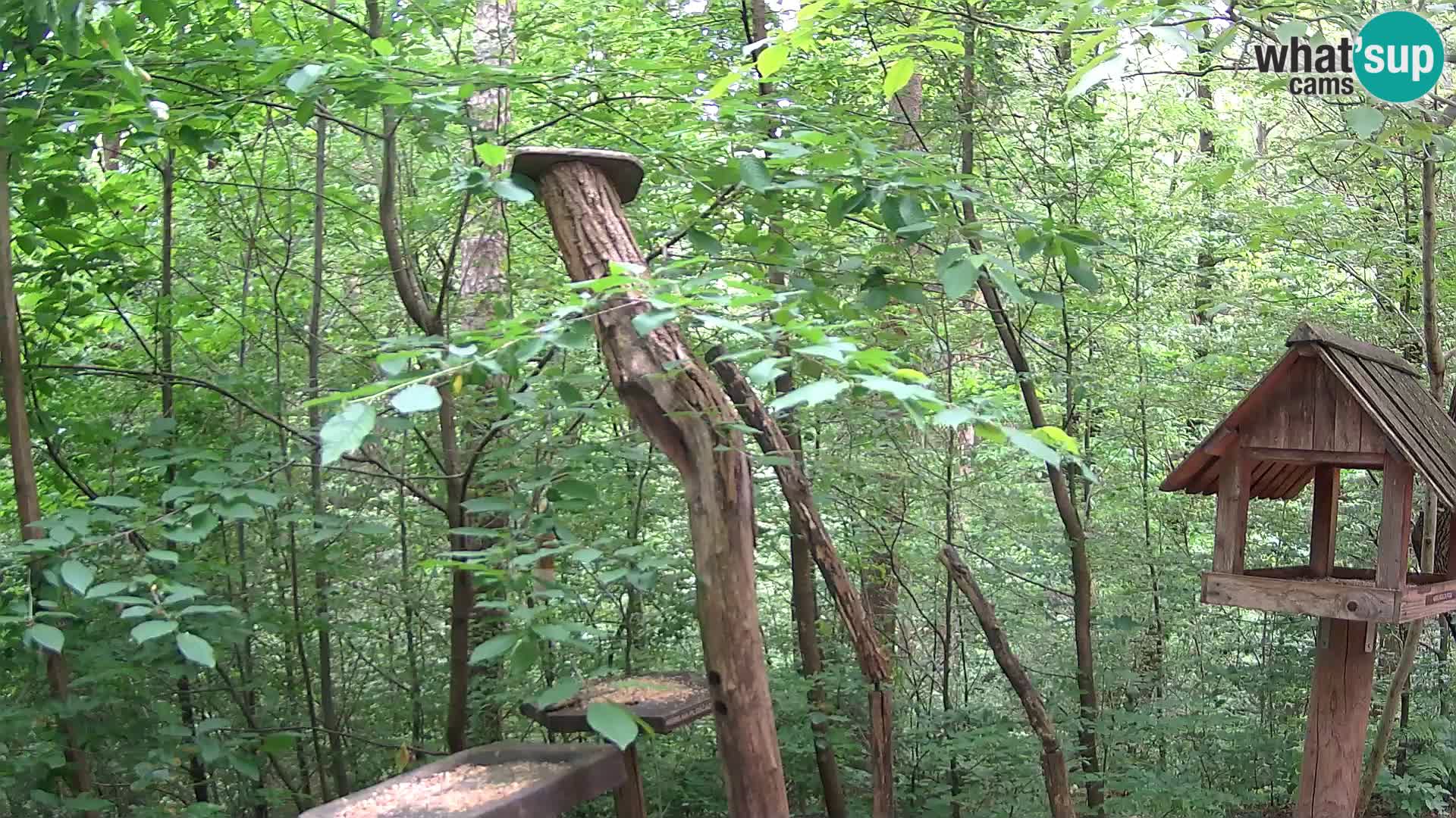 Mangeoires pour oiseaux au ZOO live webcam Ljubljana