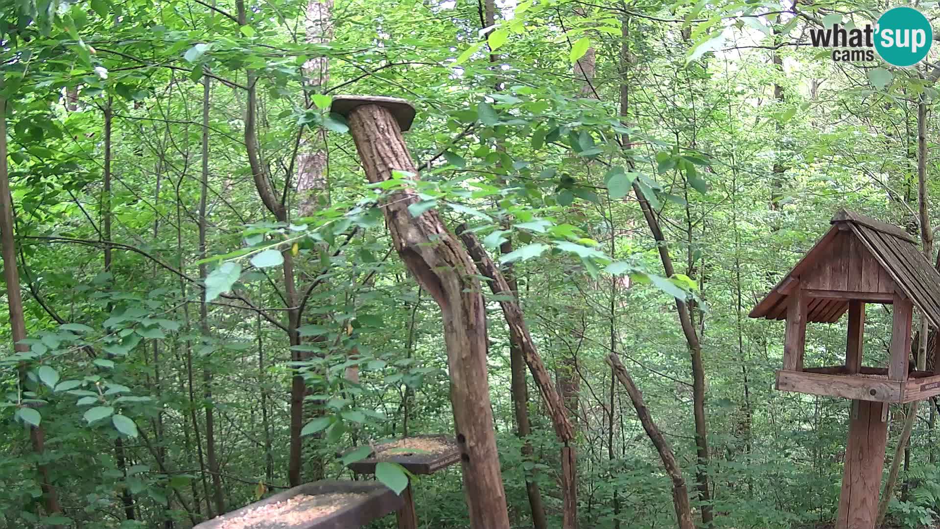 Bird feeders at ZOO Ljubljana webcam