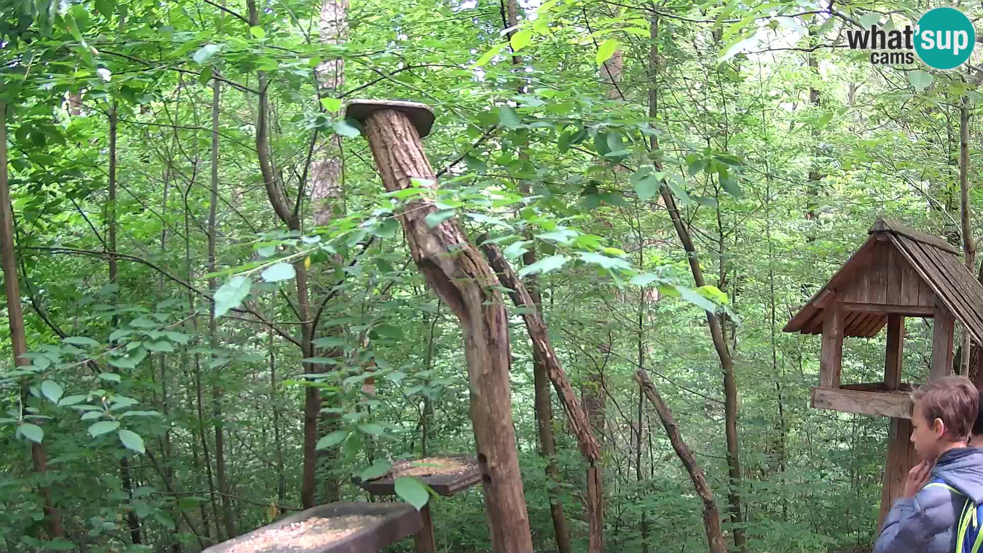 Bird feeders at ZOO Ljubljana webcam