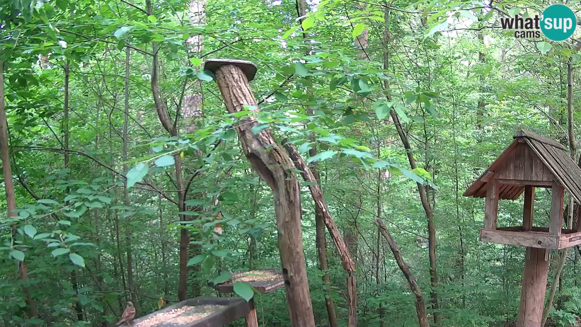Bird feeders at ZOO Ljubljana webcam