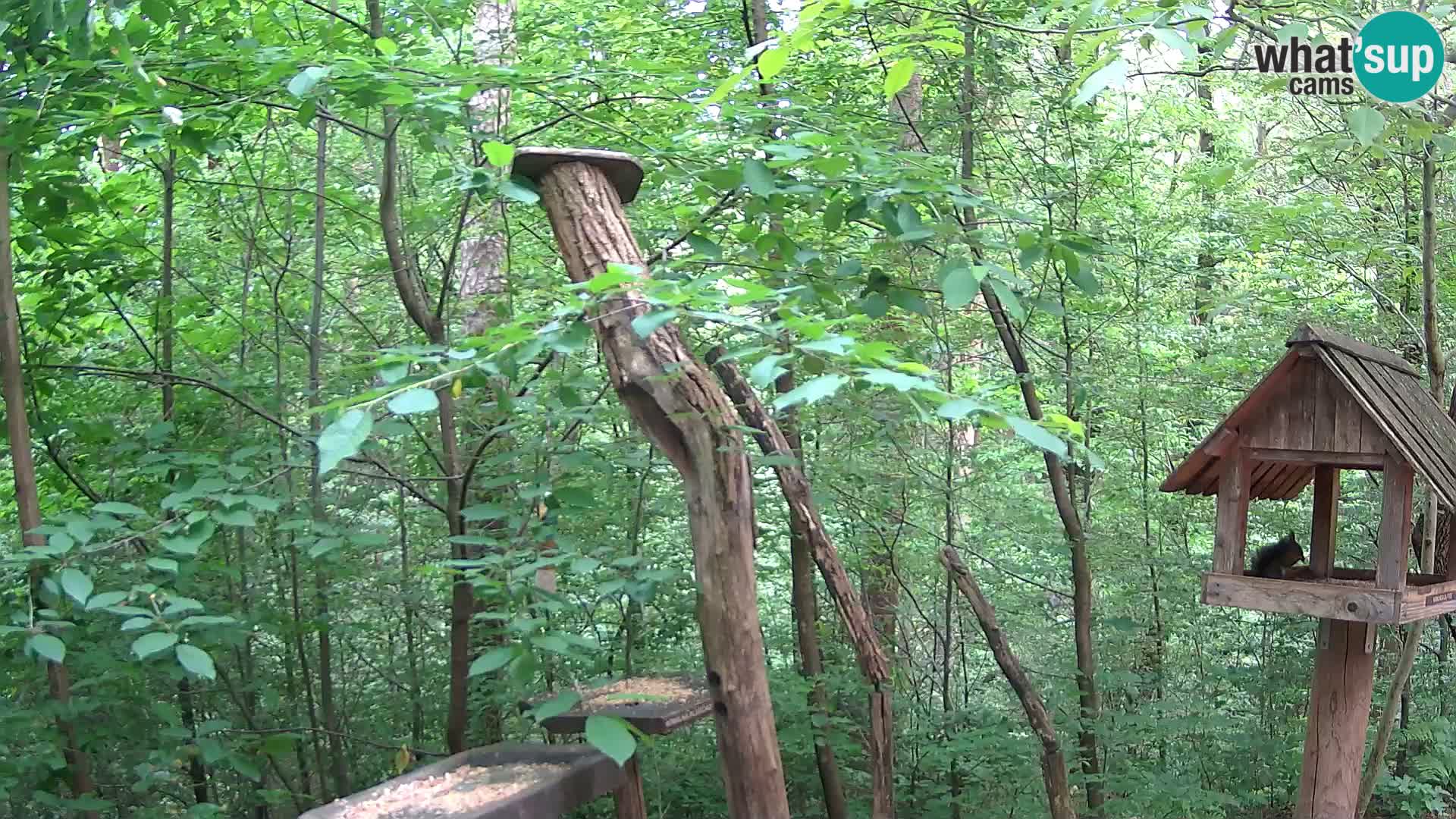 Bird feeders at ZOO Ljubljana webcam