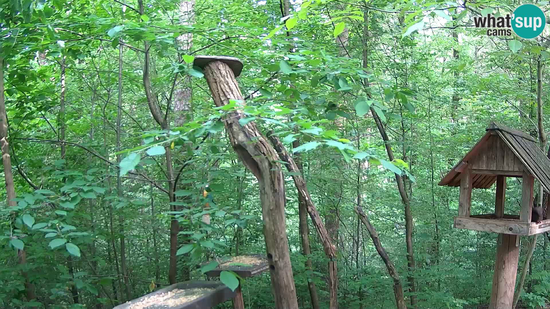 Bird feeders at ZOO Ljubljana webcam