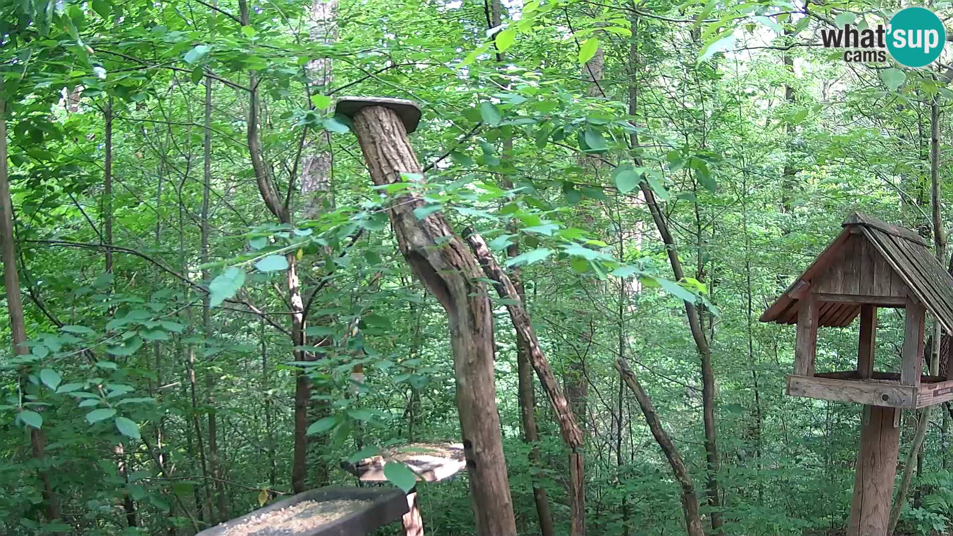 Mangeoires pour oiseaux au ZOO live webcam Ljubljana