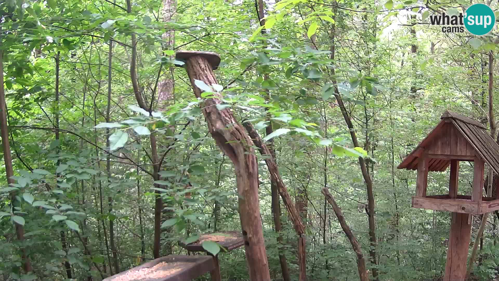 Mangeoires pour oiseaux au ZOO live webcam Ljubljana